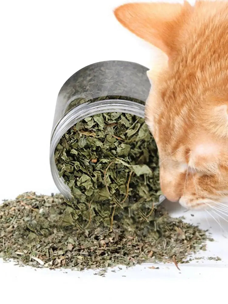 Natural High Quality Catgrass