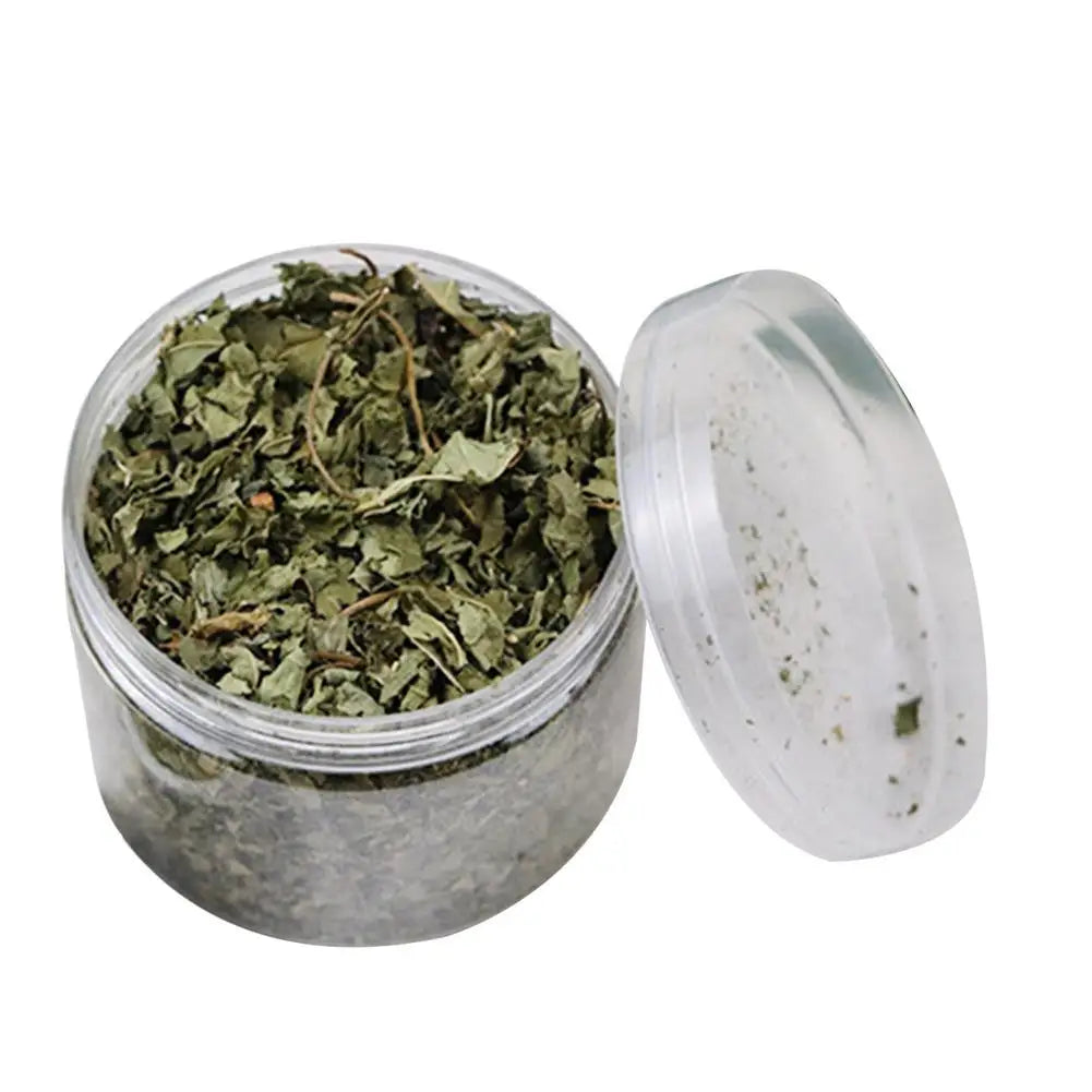 Natural High Quality Catgrass